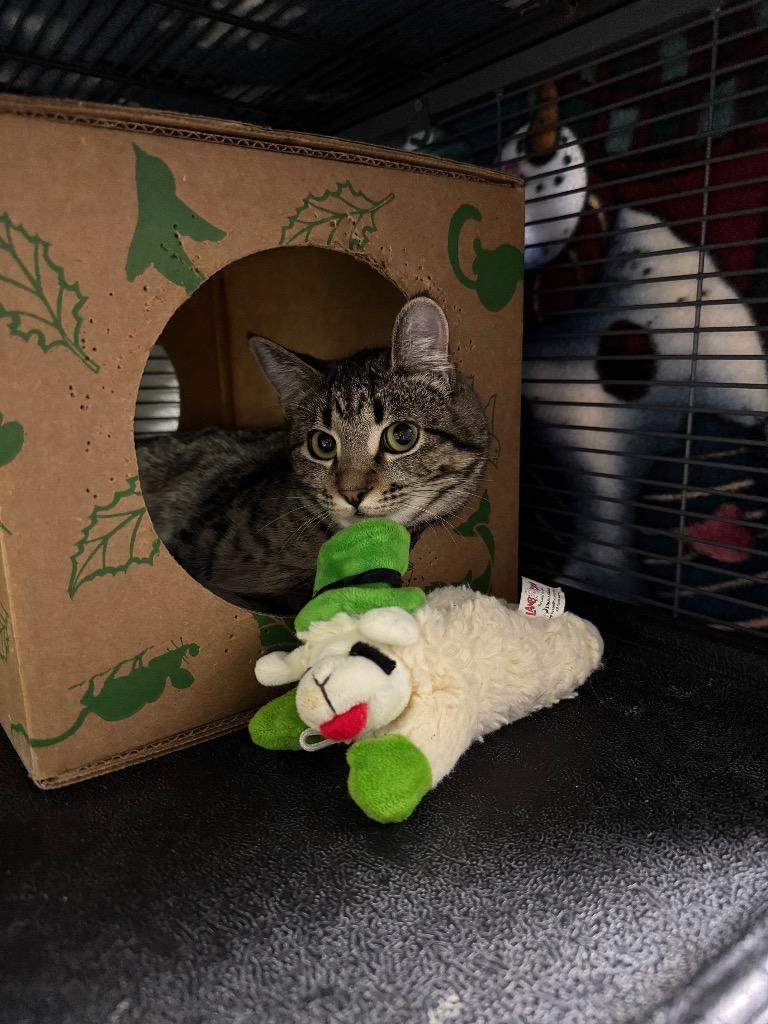 Shockwave, Adoptable, Young Female Domestic Short Hair.