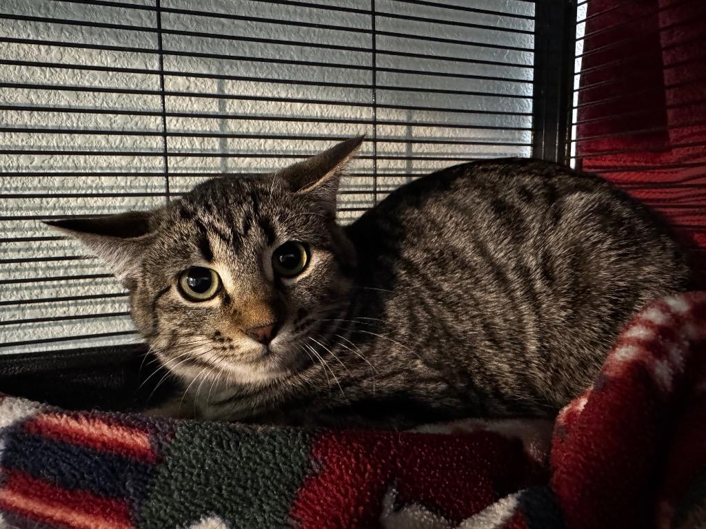 Enlarge Shockwave, a Adoptable mixed breed in Hot Springs, AR image 1/1