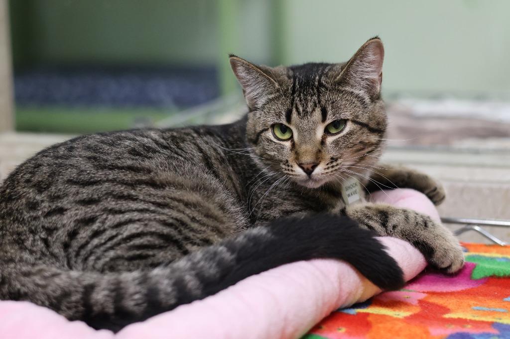 Shockwave, a Adoptable mixed breed in Hot Springs, AR image 2/5