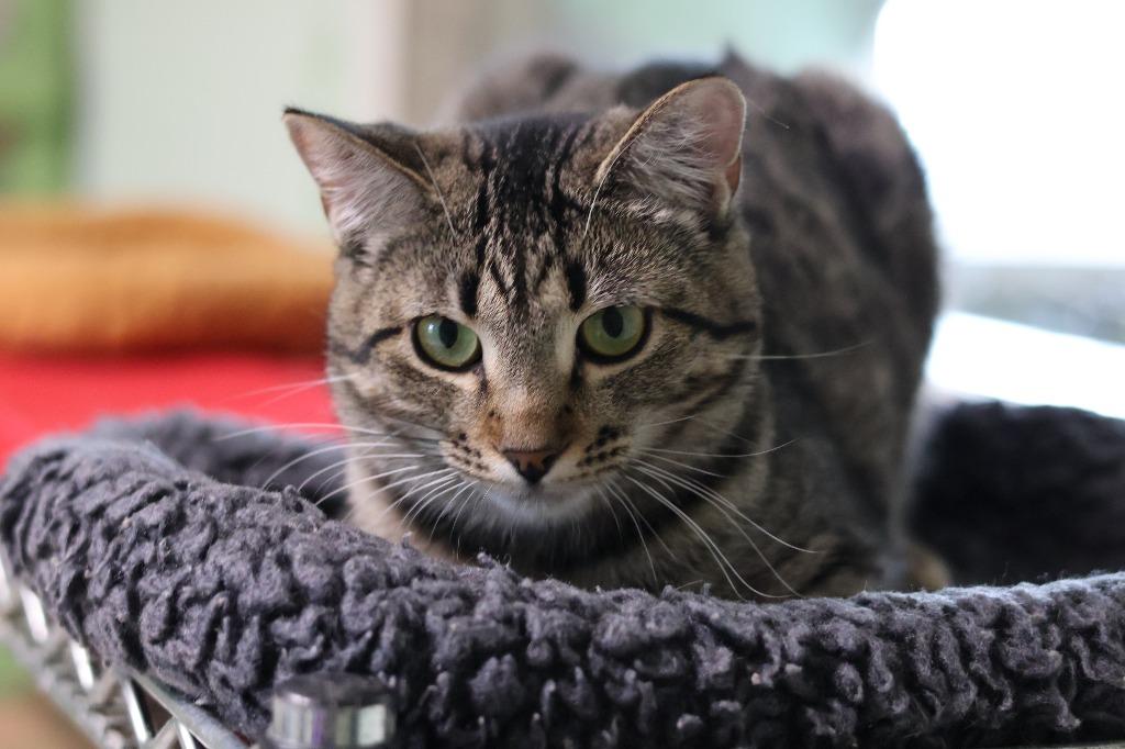 Shockwave, a Adoptable mixed breed in Hot Springs, AR image 3/5