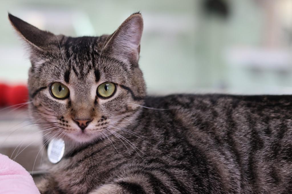 Shockwave, a Adoptable mixed breed in Hot Springs, AR image 4/5