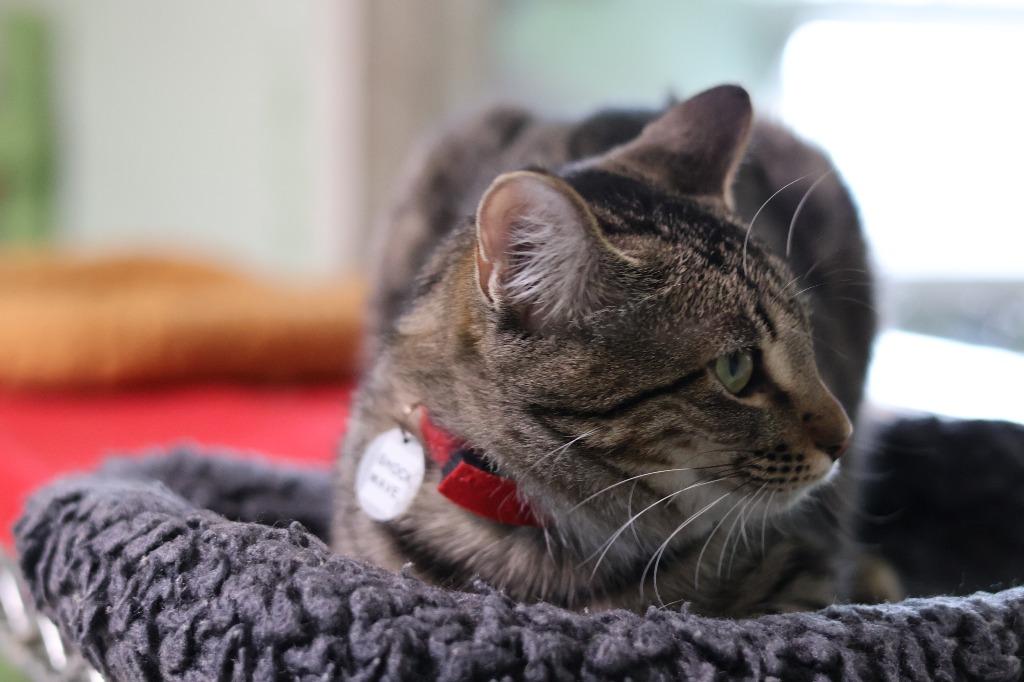 Shockwave, a Adoptable mixed breed in Hot Springs, AR image 5/5