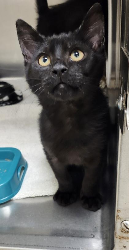 Enlarge Blitzen, a Adoptable mixed breed in Eugene, OR image 1/1