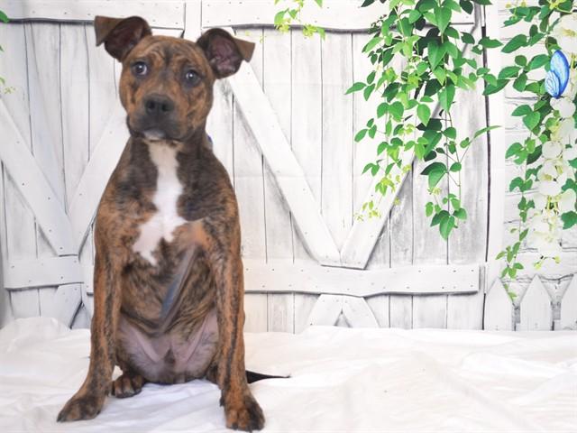 TERRY, Adoptable, Young Male Pit Bull Terrier & Mixed Breed.
