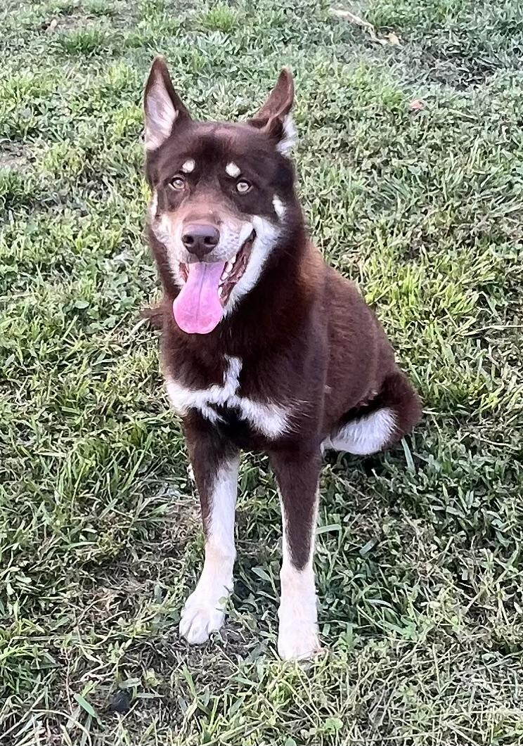 Flynn! Gentle and friendly! , an adoptable mixed breed in Springfield, MA image 6/6