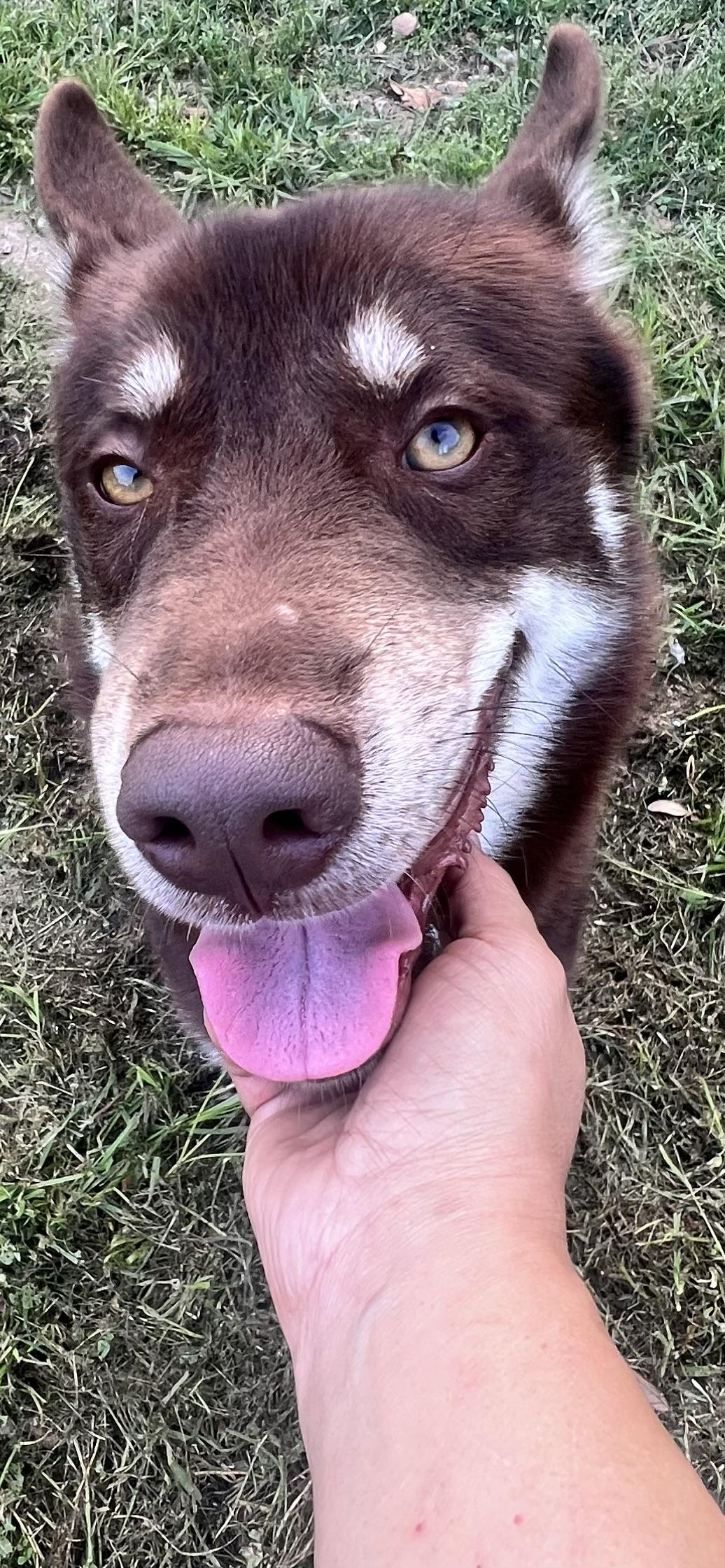 Flynn! Gentle and friendly! , an adoptable mixed breed in Springfield, MA image 5/6