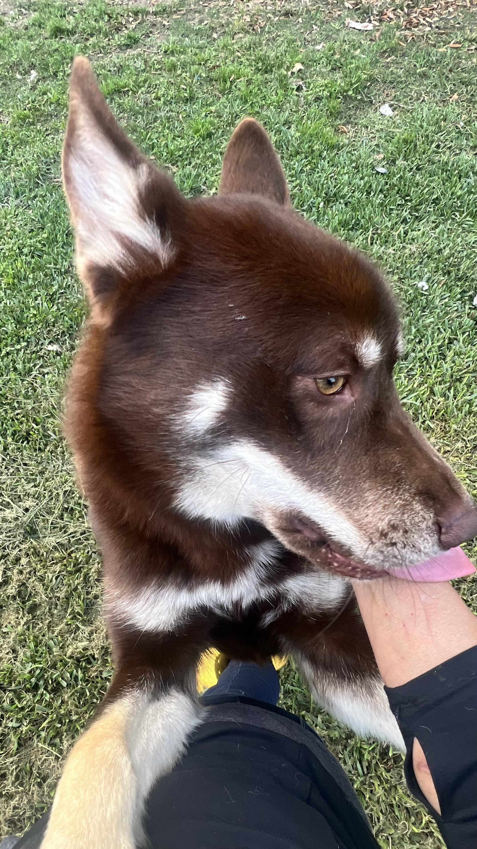 Flynn! Gentle and friendly! , an adoptable mixed breed in Springfield, MA image 2/6