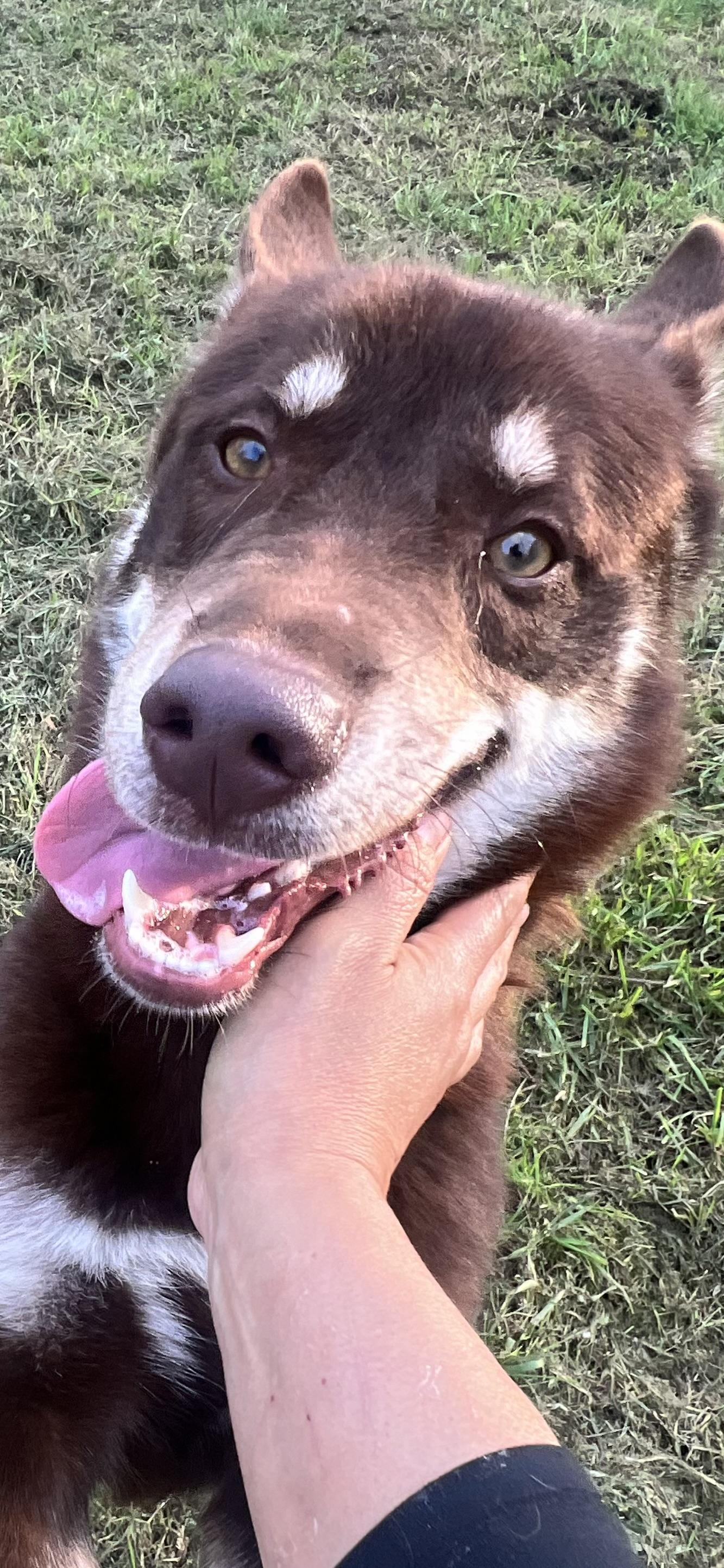 Flynn! Gentle and friendly! , an adoptable mixed breed in Springfield, MA image 3/6