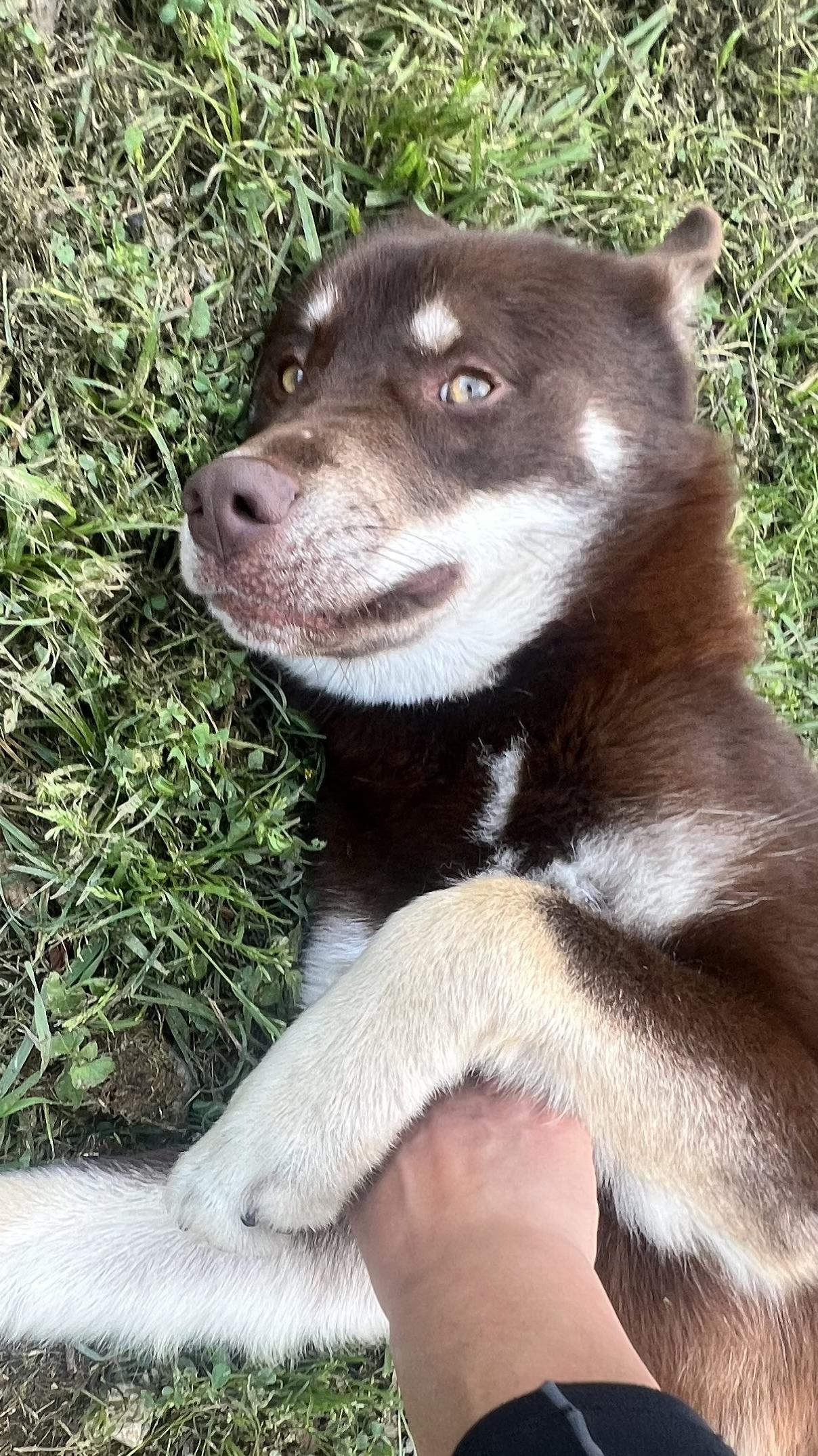 Flynn! Gentle and friendly! , an adoptable mixed breed in Springfield, MA image 4/6