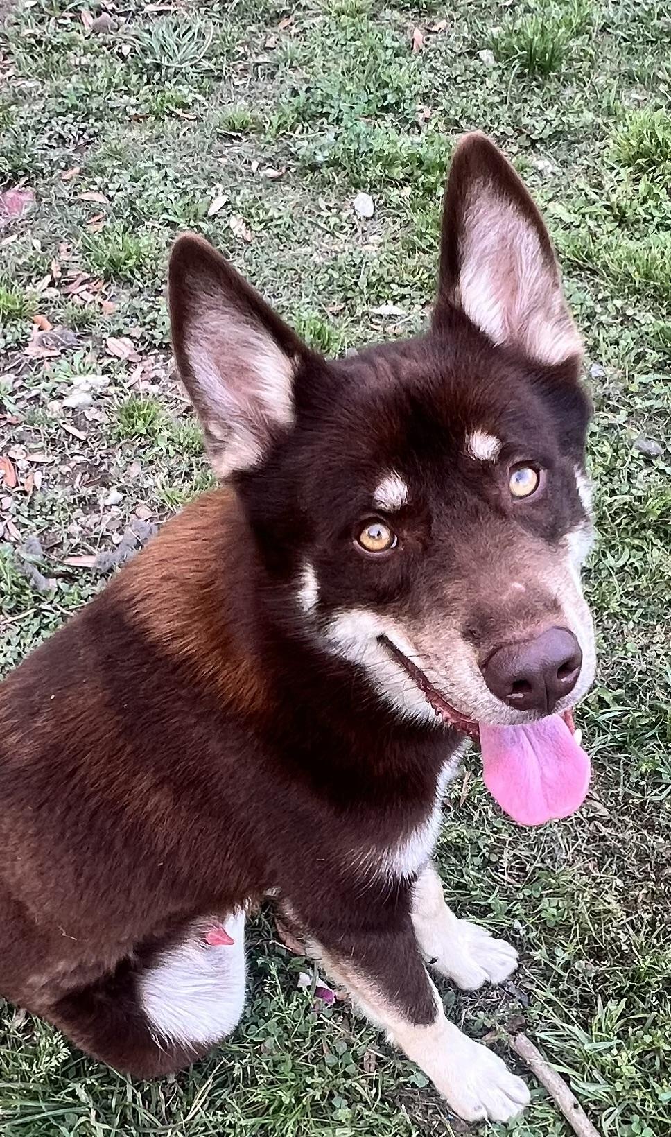 Flynn! Gentle and friendly! , adoptable, Young Male Mixed Breed & Husky.