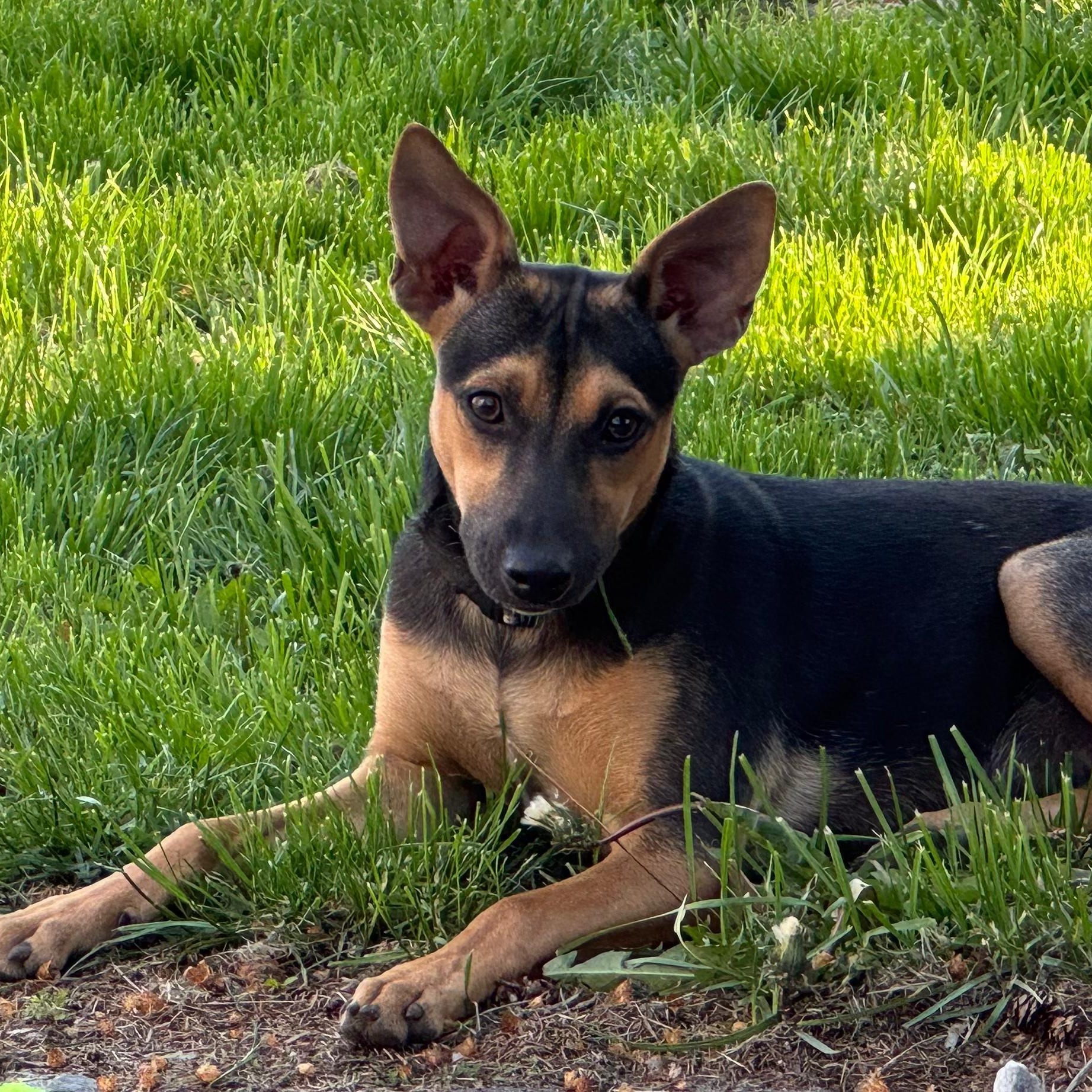 Amber, ADOPTABLE, Puppy Female Mixed Breed.