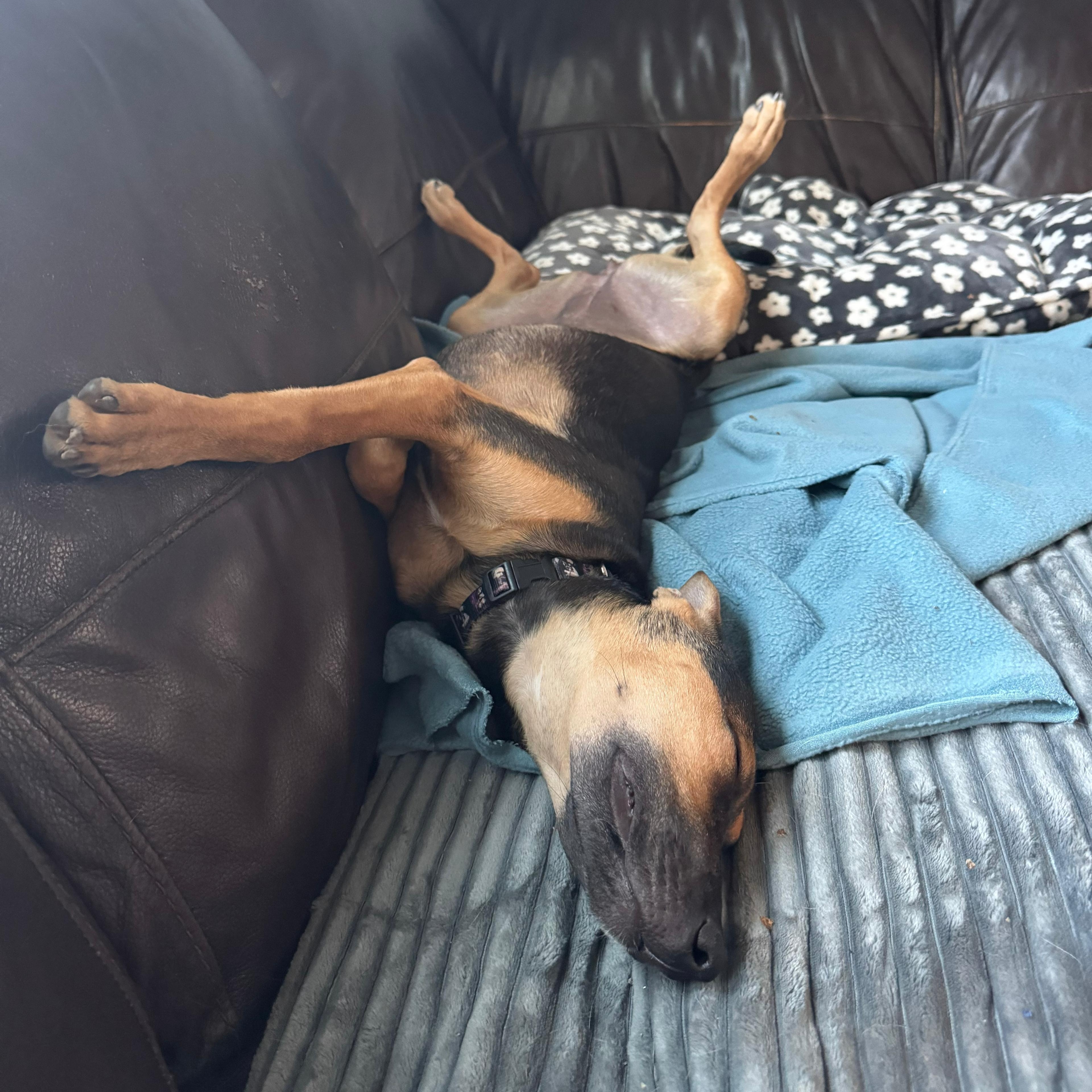 Amber, a ADOPTABLE Mixed Breed in Sandwich, MA image 5/6