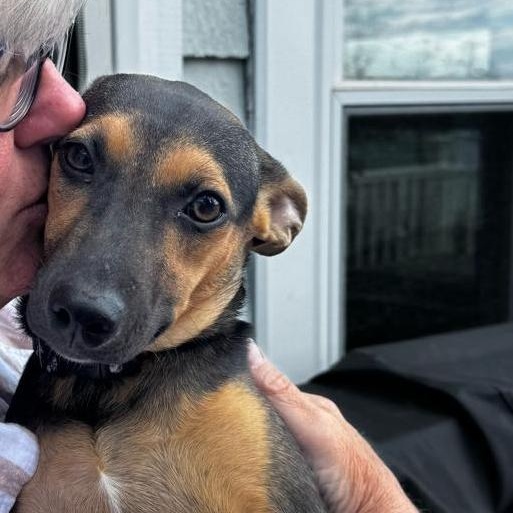 Amber, a ADOPTABLE Mixed Breed in Sandwich, MA image 3/6