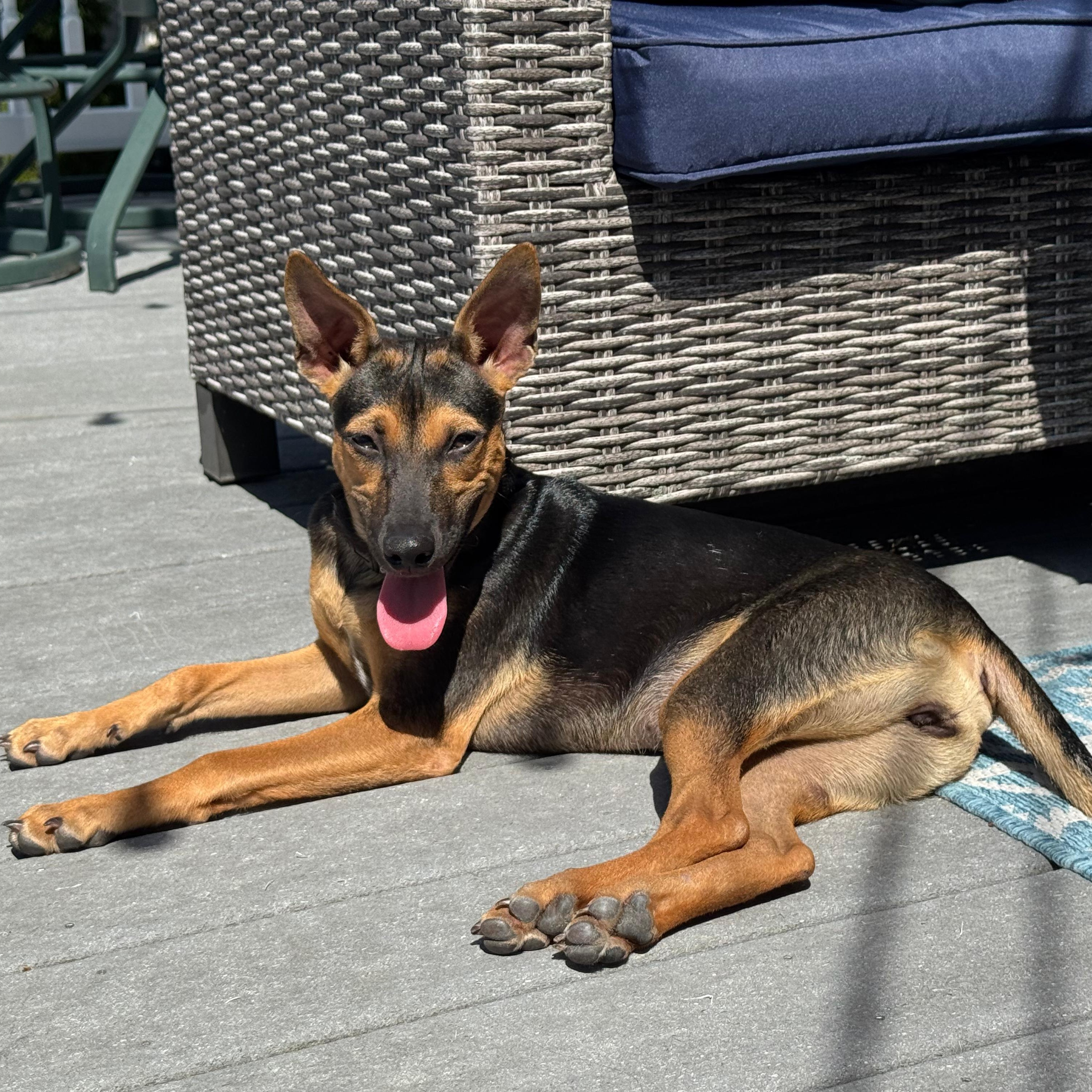 Amber, a ADOPTABLE Mixed Breed in Sandwich, MA image 6/6