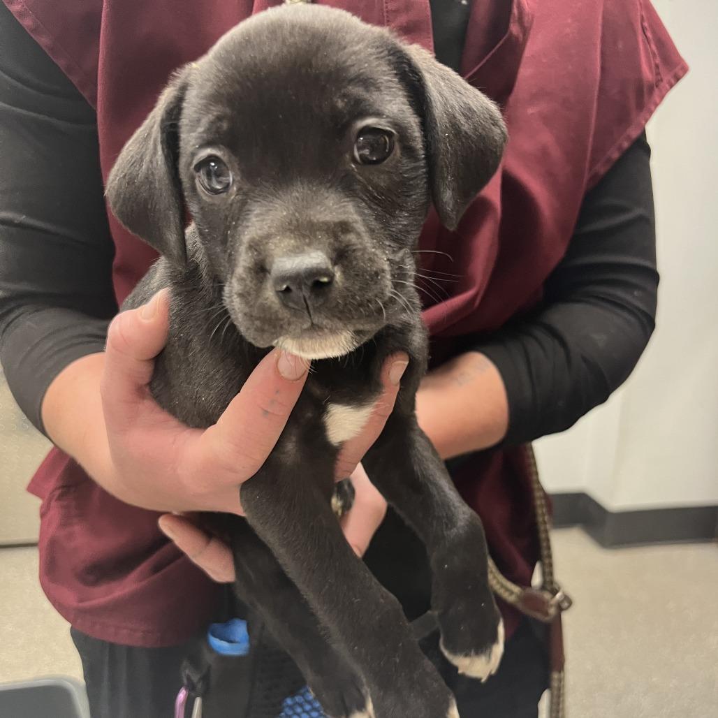 Alyssa Liu, Adoptable, Puppy Female Pit Bull Terrier & Black Labrador Retriever.