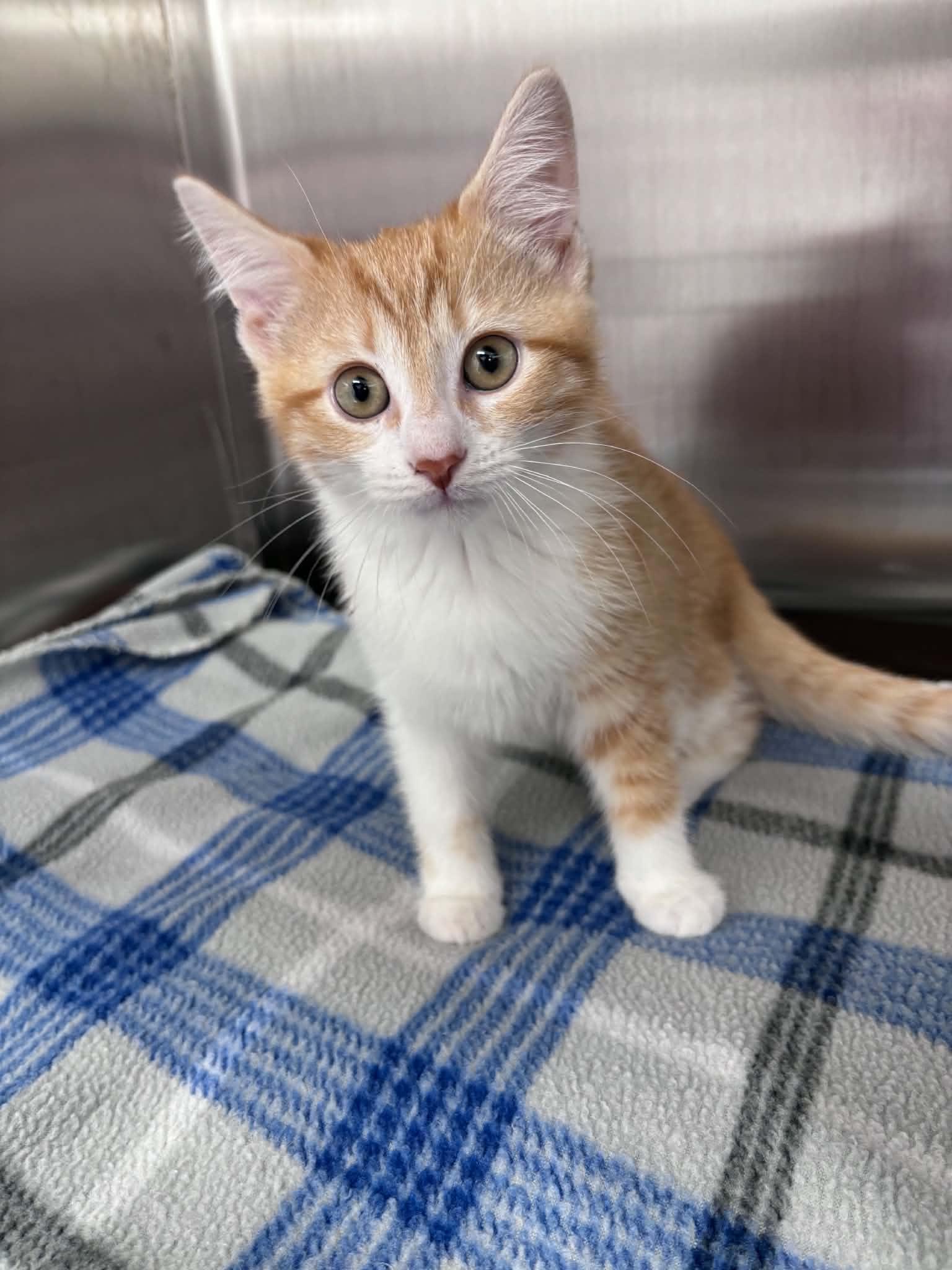 Enlarge Gouda Cheese (Lisa-fostered in New England), a Adoptable Domestic Short Hair in Brooklyn, CT image 3/4