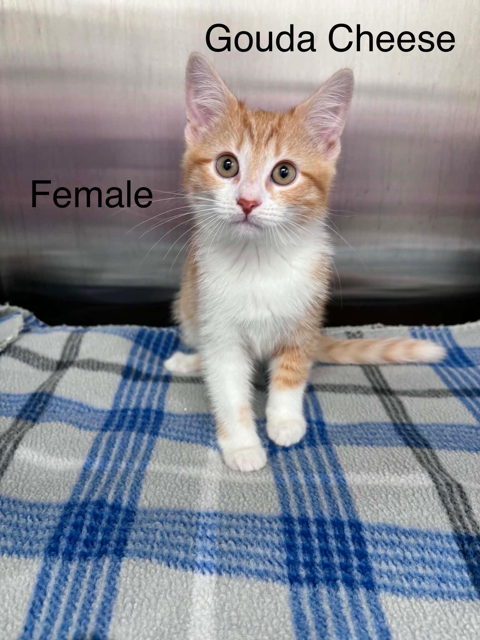 Enlarge Gouda Cheese (Lisa-fostered in New England), a Adoptable Domestic Short Hair in Brooklyn, CT image 2/4