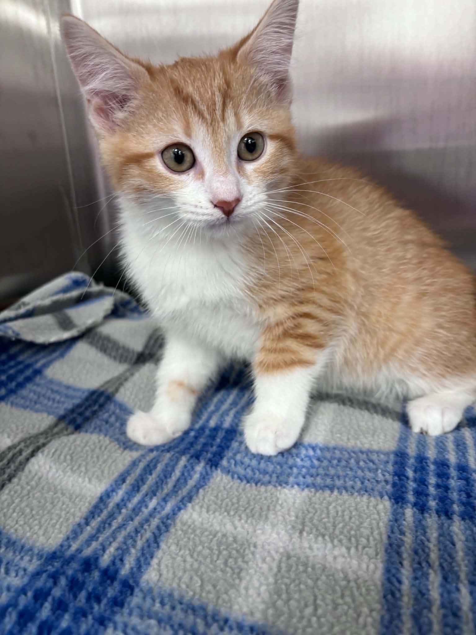 Enlarge Gouda Cheese (Lisa-fostered in New England), a Adoptable Domestic Short Hair in Brooklyn, CT image 4/4