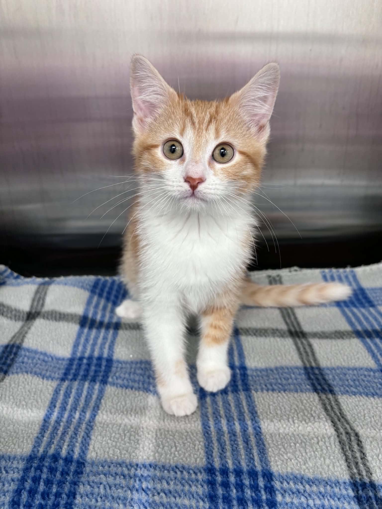 Enlarge Gouda Cheese (Lisa-fostered in New England), a Adoptable Domestic Short Hair in Brooklyn, CT image 1/4