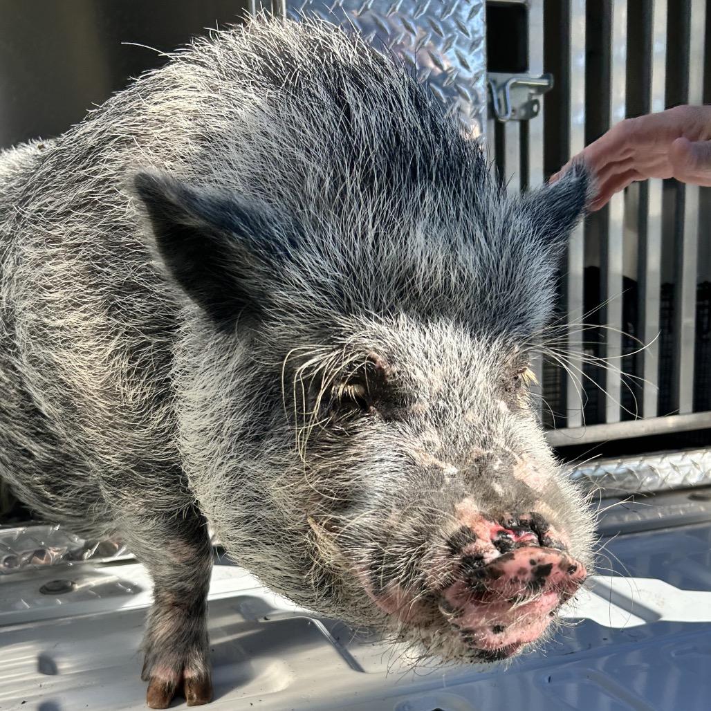 Wilburina, Adopted, Adult Female Vietnamese Pot Bellied.