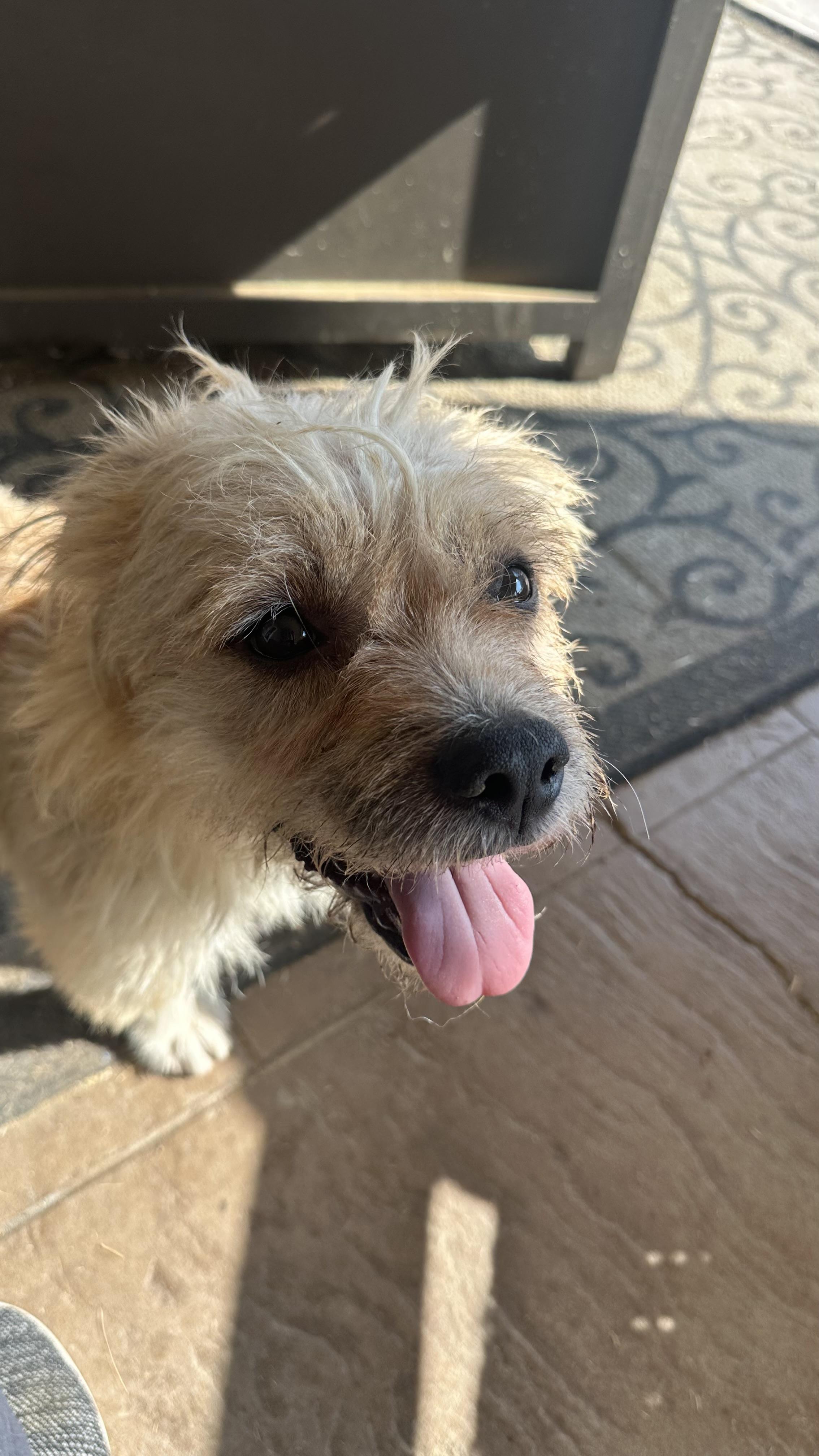 Socks, a Adoptable mixed breed in Bakersfield, CA image 4/6