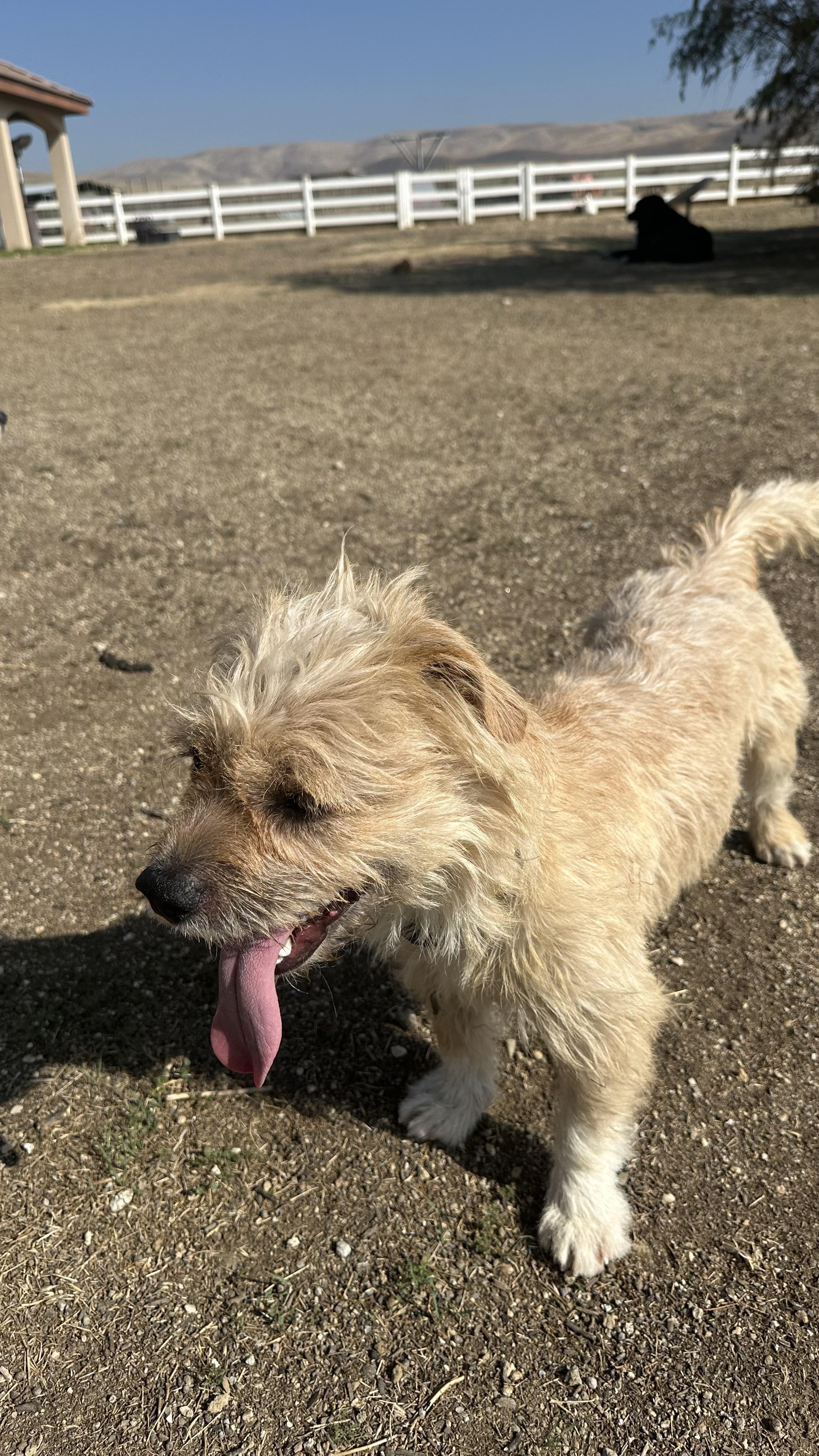 Socks, a Adoptable mixed breed in Bakersfield, CA image 5/6