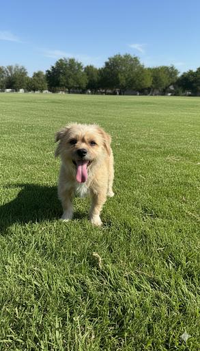 Socks, Adoptable, Adult Male Norfolk Terrier.