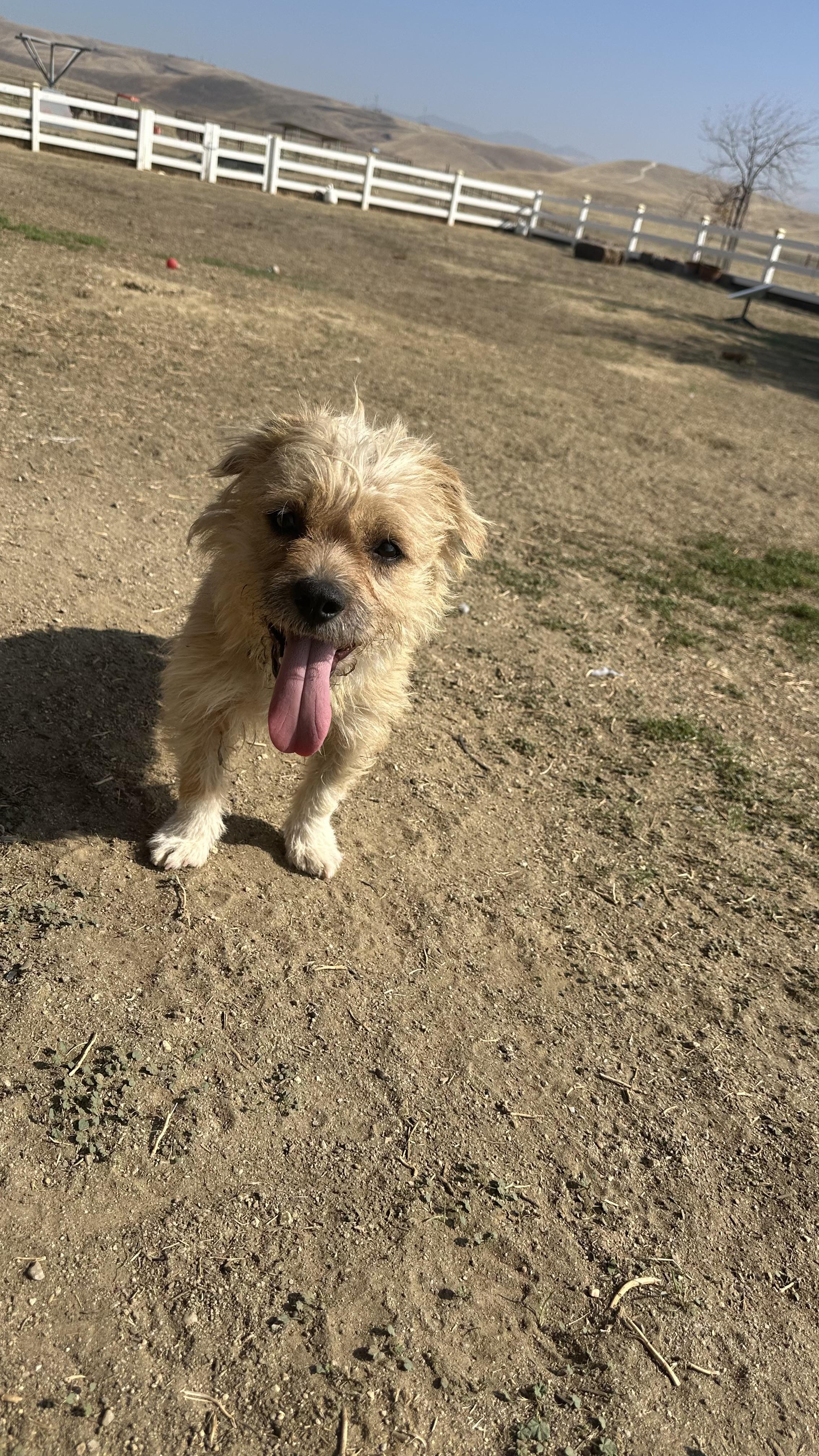 Socks, a Adoptable mixed breed in Bakersfield, CA image 2/6
