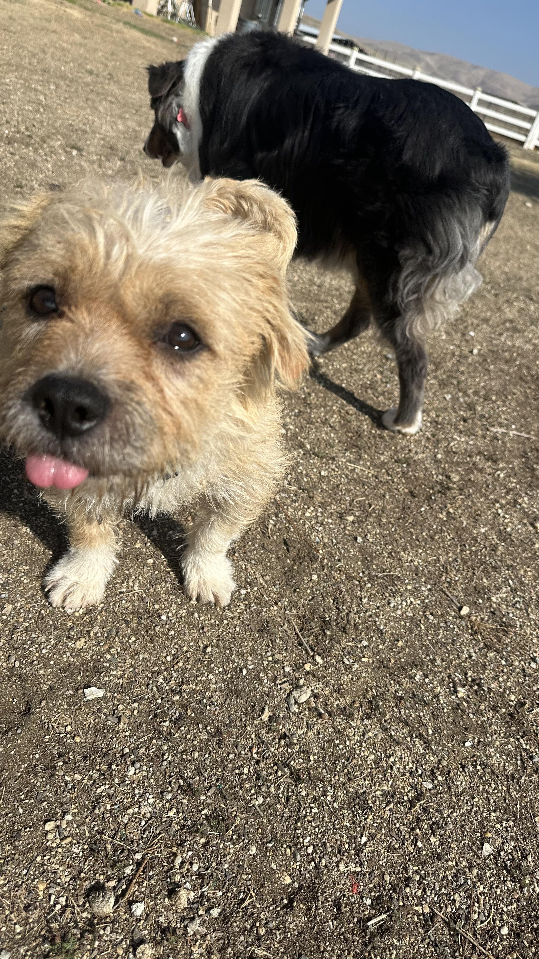 Socks, a Adoptable mixed breed in Bakersfield, CA image 3/6