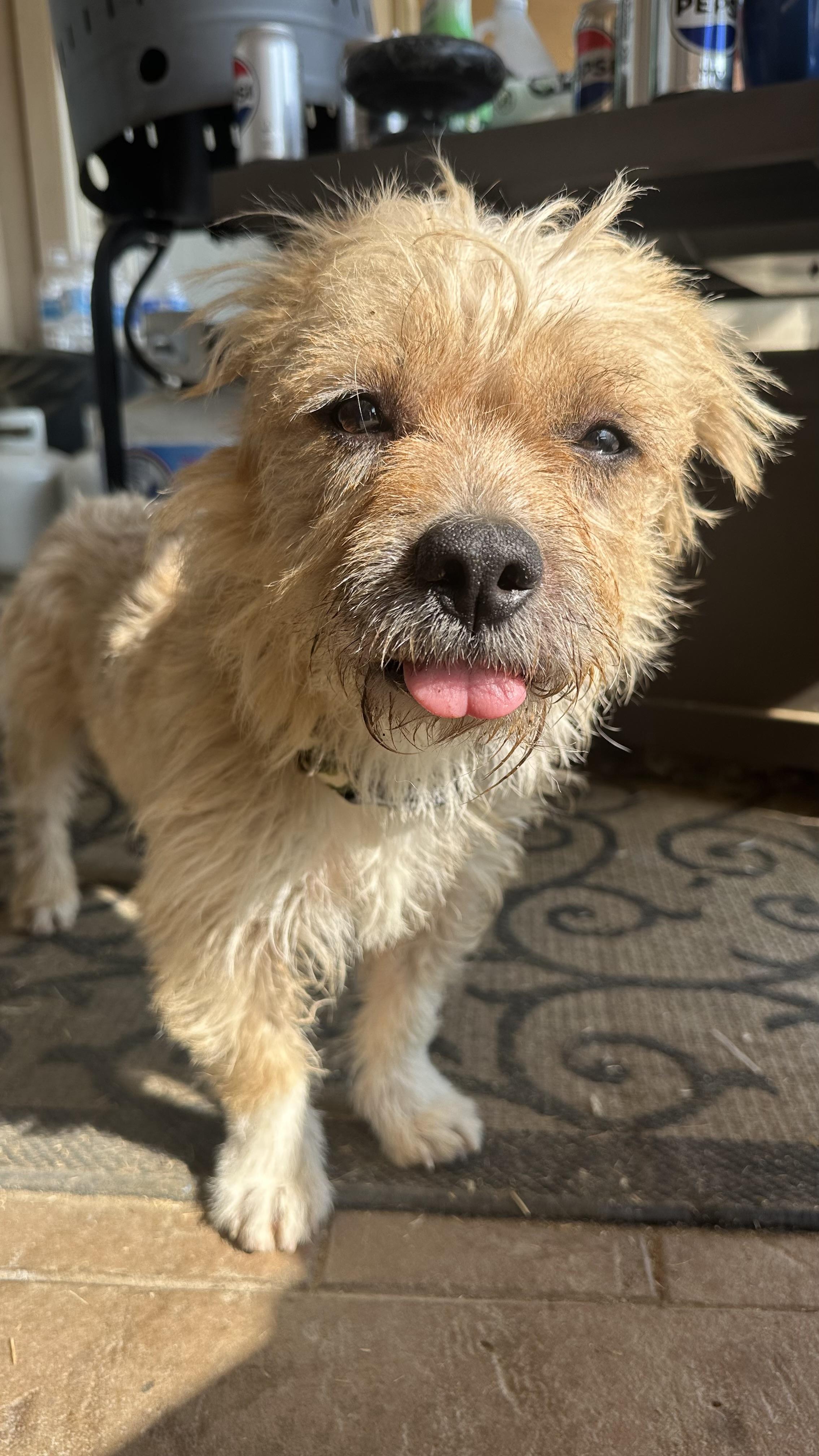 Socks, a Adoptable mixed breed in Bakersfield, CA image 6/6