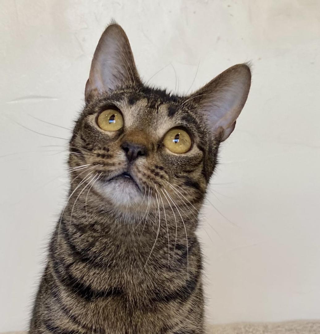 Enlarge Sazerac, a ADOPTABLE Domestic Medium Hair in Manitou Springs, CO image 1/5
