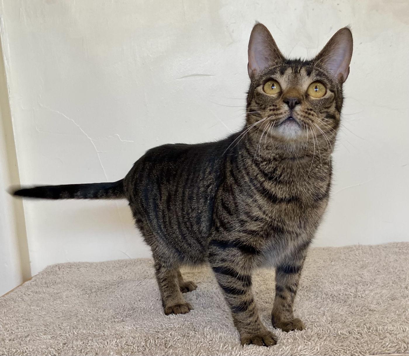 Enlarge Sazerac, a ADOPTABLE Domestic Medium Hair in Manitou Springs, CO image 4/5