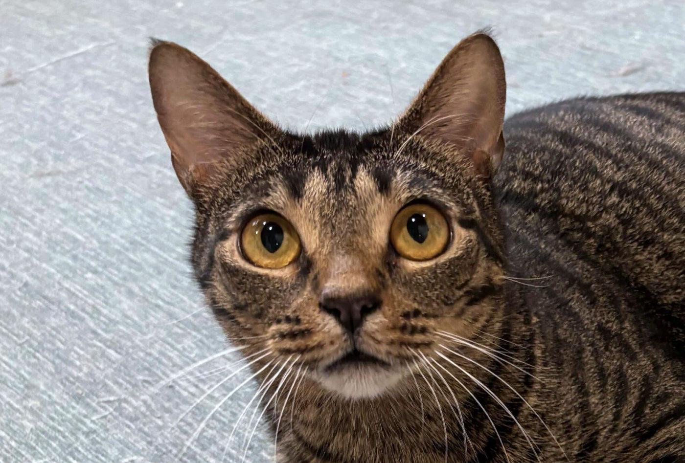 Enlarge Sazerac, a ADOPTABLE Domestic Medium Hair in Manitou Springs, CO image 5/5