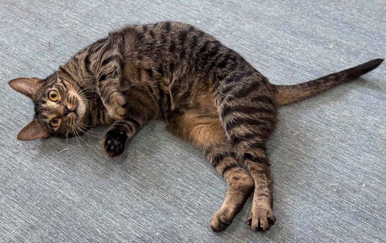 Enlarge Sazerac, a ADOPTABLE Domestic Medium Hair in Manitou Springs, CO image 3/5