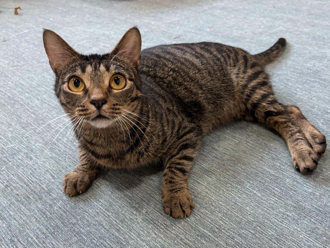 Enlarge Sazerac, a ADOPTABLE Domestic Medium Hair in Manitou Springs, CO image 2/5