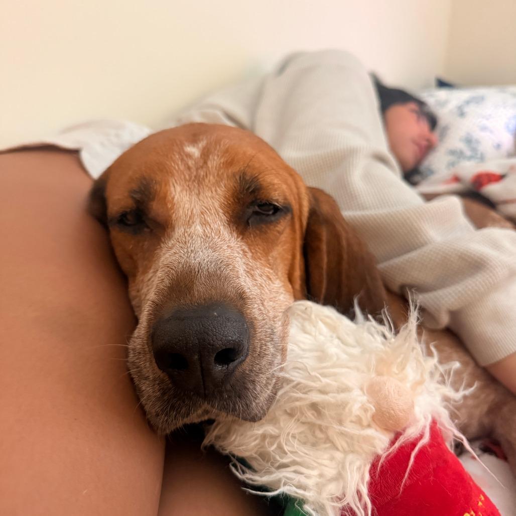 Dolly, Adoptable, Adult Female Hound.