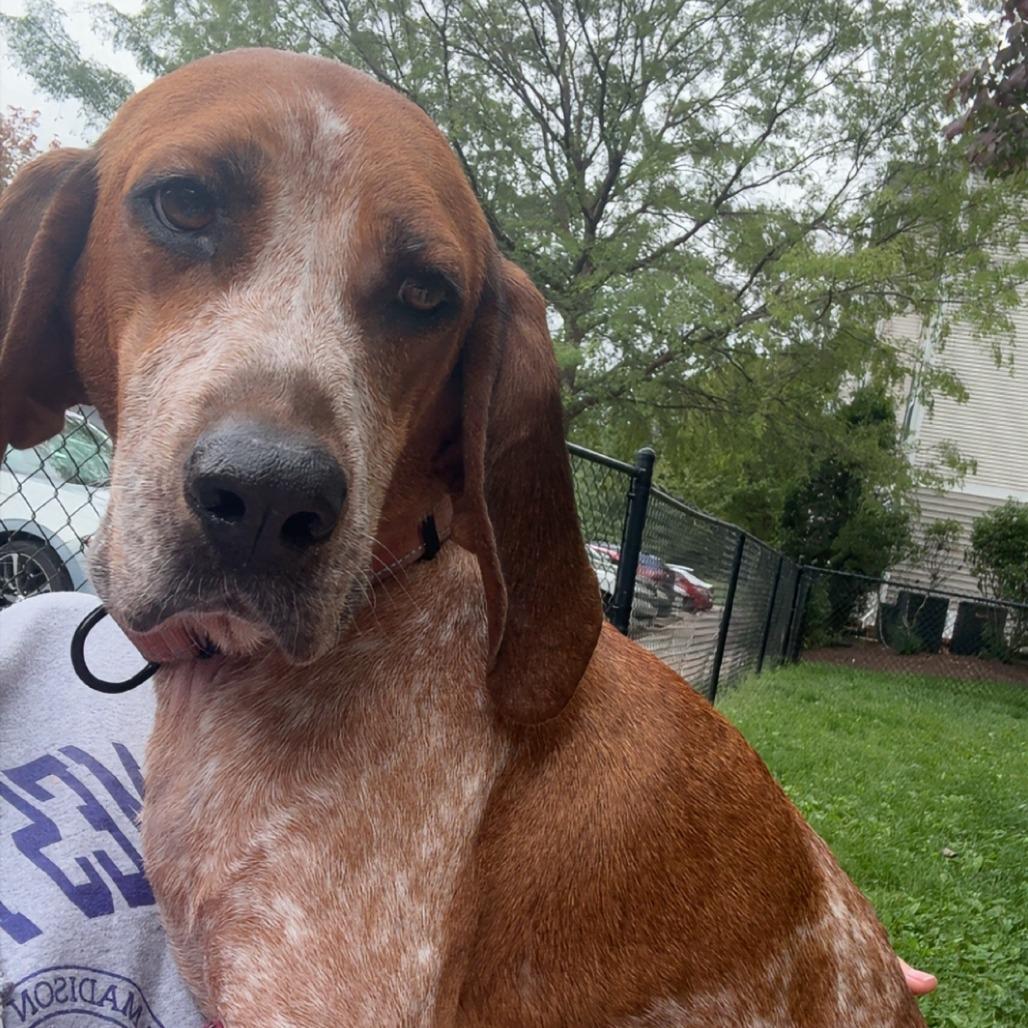 Enlarge Dolly, a Adoptable Hound in Harrisonburg, VA image 2/6