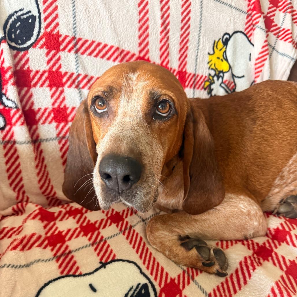 Enlarge Dolly, a Adoptable Hound in Harrisonburg, VA image 3/6