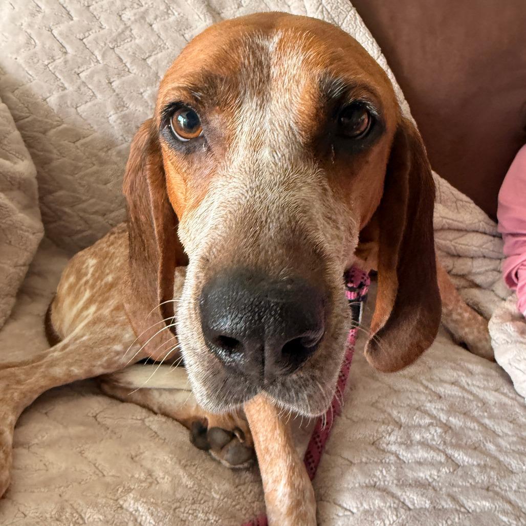 Enlarge Dolly, a Adoptable Hound in Harrisonburg, VA image 4/6