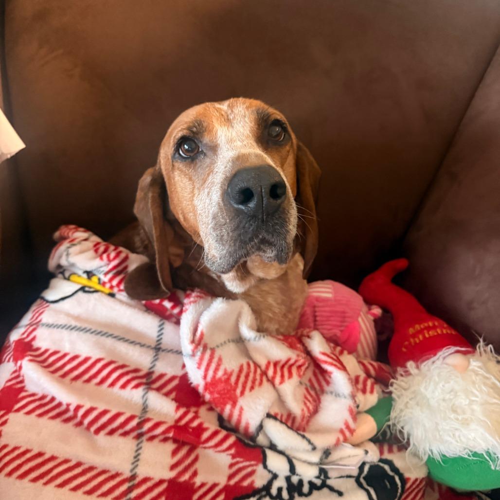 Enlarge Dolly, a Adoptable Hound in Harrisonburg, VA image 6/6