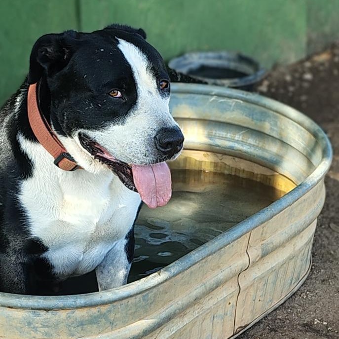 Otis, a Adoptable Pit Bull Terrier in Marble Falls, TX image 1/3