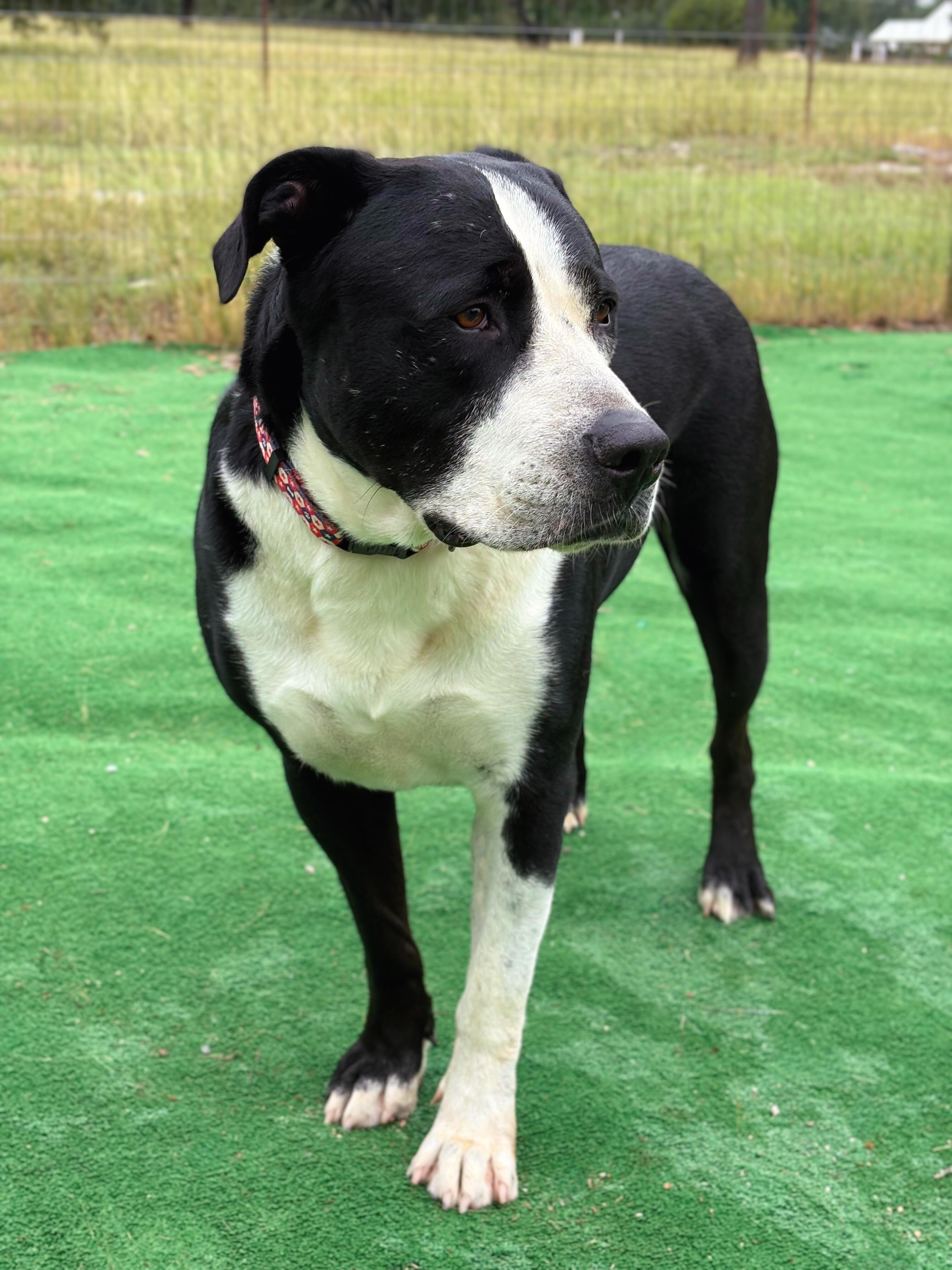 Enlarge Otis, a Adoptable mixed breed in Marble Falls, TX image 2/5