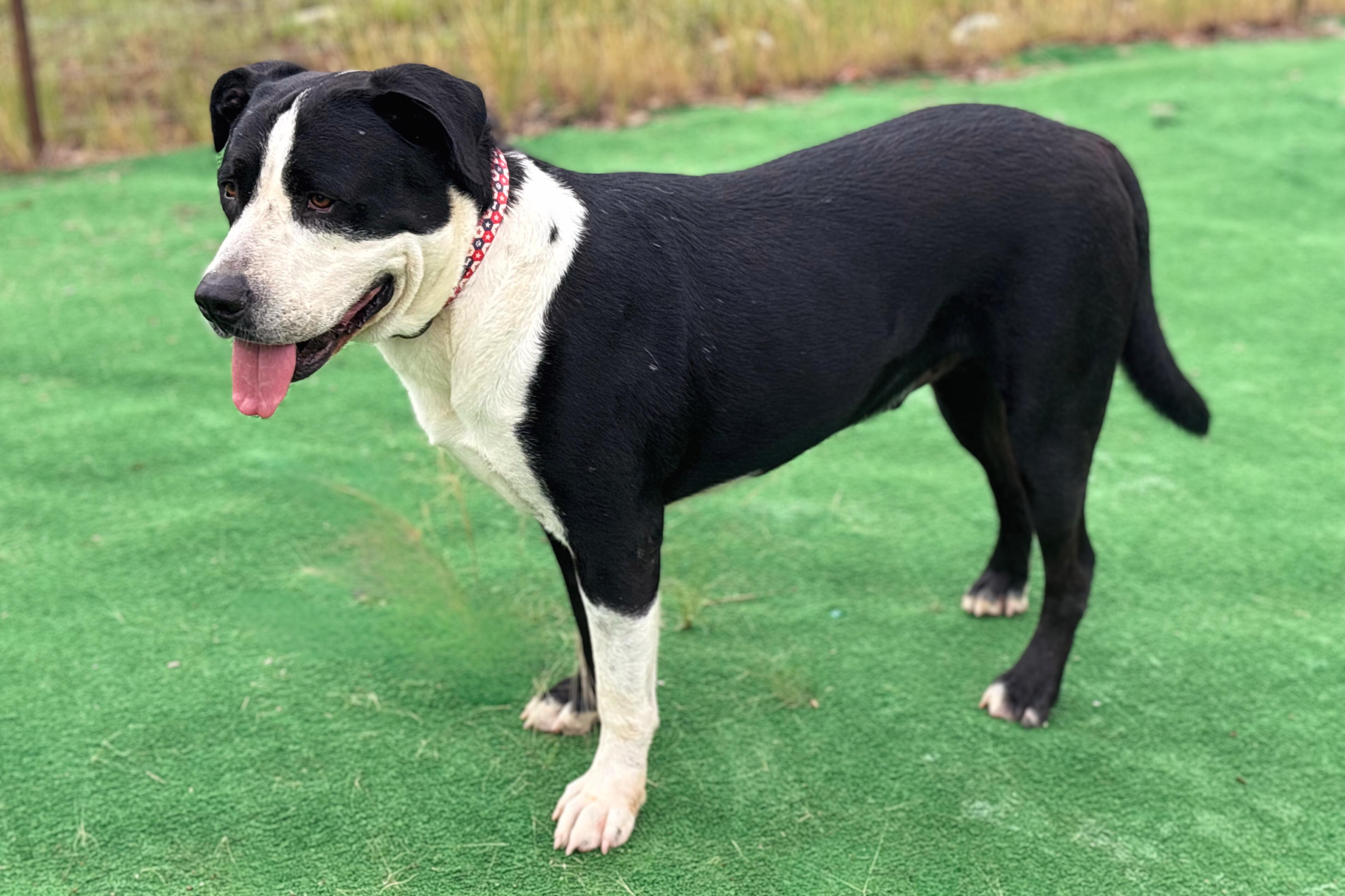 Enlarge Otis, a Adoptable mixed breed in Marble Falls, TX image 3/5