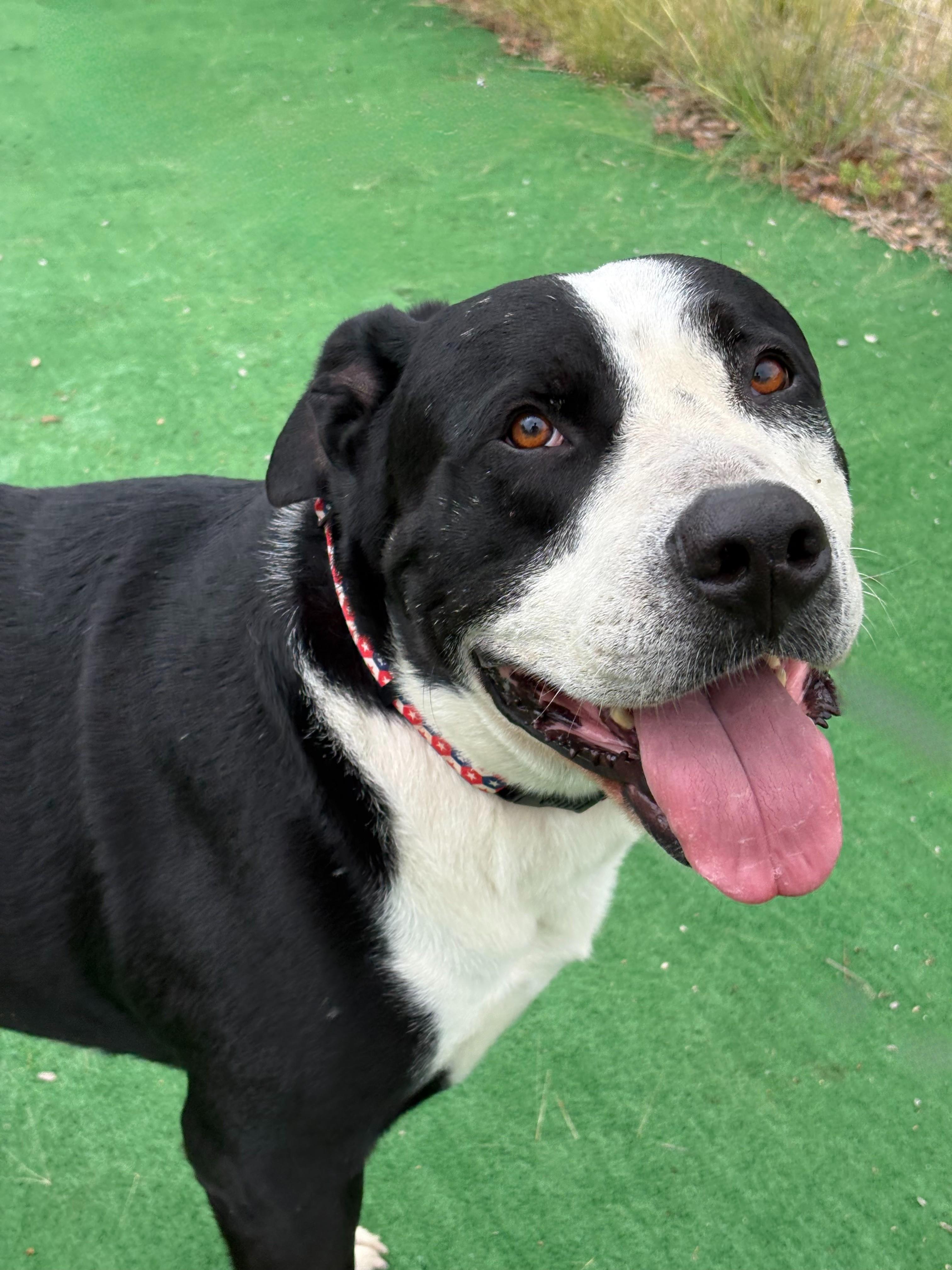 Otis, Adoptable, Adult Male American Bulldog & American Staffordshire Terrier.