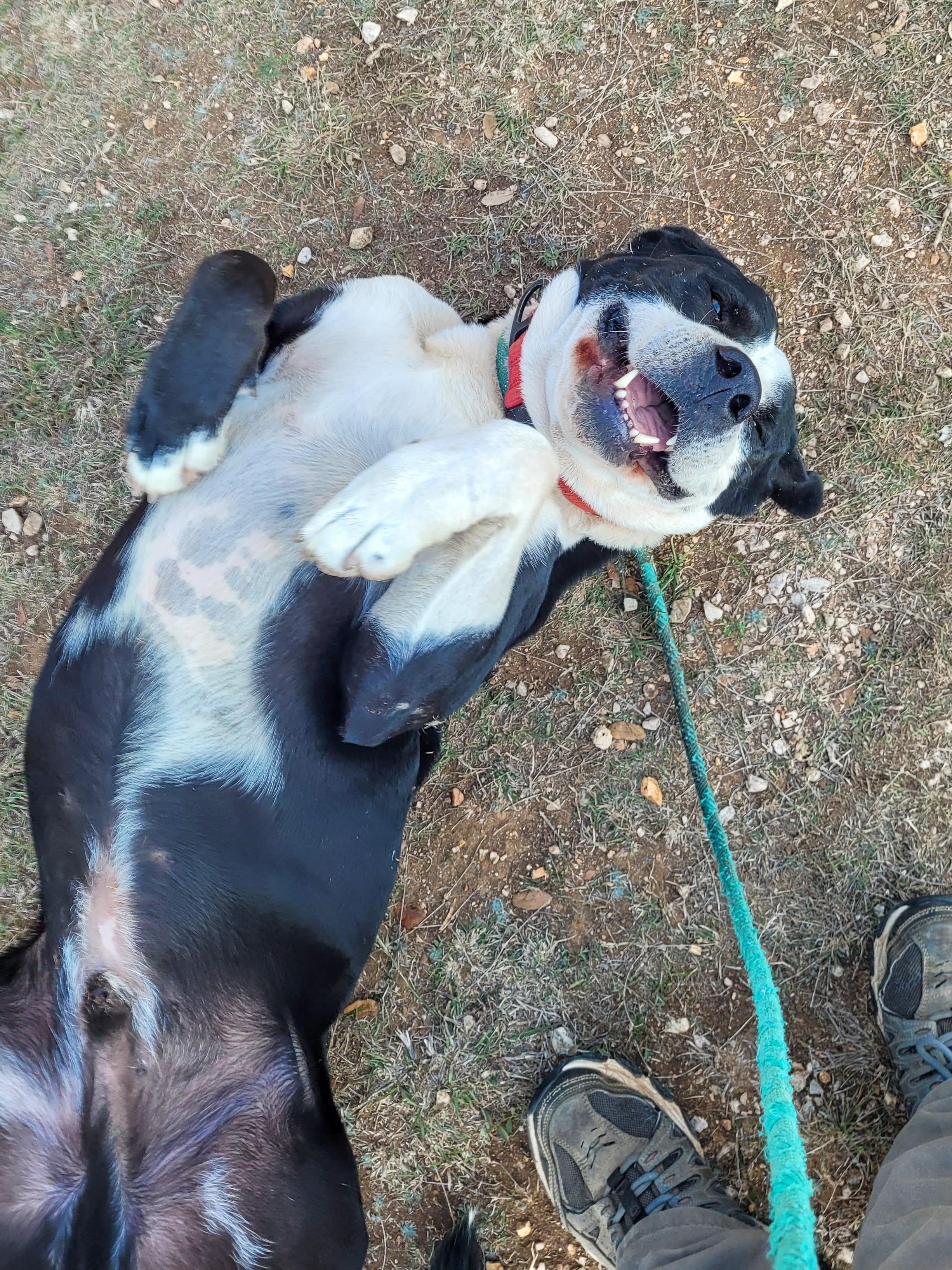 Enlarge Otis, a Adoptable American Staffordshire Terrier in Marble Falls, TX image 2/2