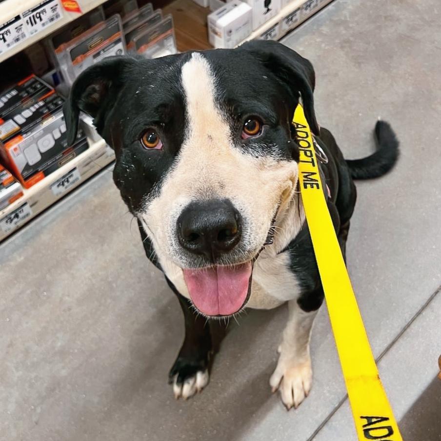Enlarge Otis, a Adoptable American Staffordshire Terrier in Marble Falls, TX image 1/2