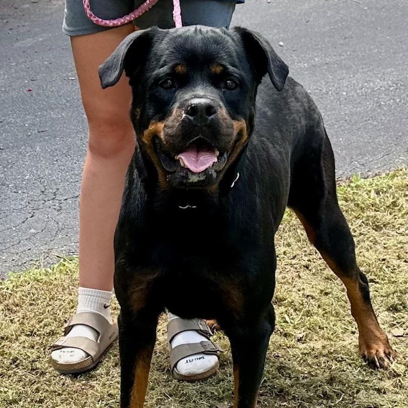 Sadie, a Adoptable Rottweiler in Richmond, VA image 3/6
