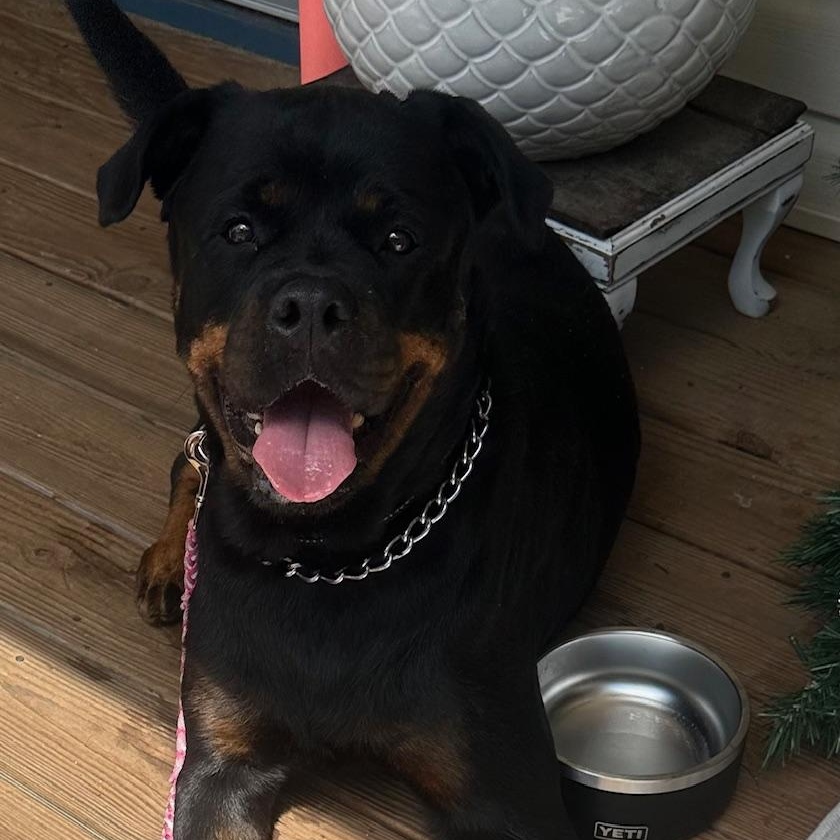 Sadie, a Adoptable Rottweiler in Richmond, VA image 4/6