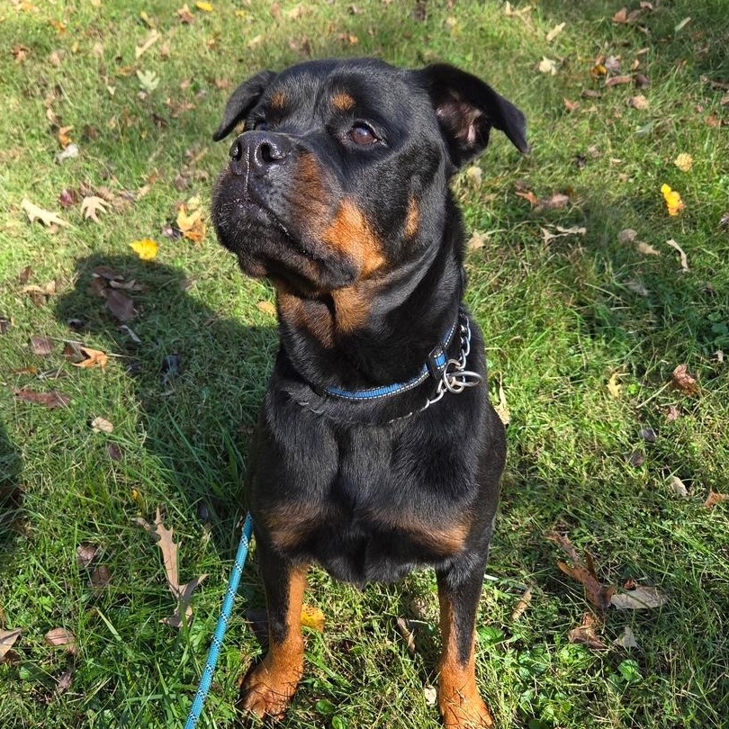 Sadie, a Adoptable Rottweiler in Richmond, VA image 2/6
