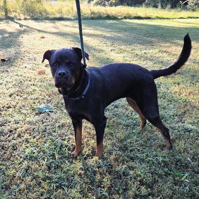 Sadie, a Adoptable Rottweiler in Richmond, VA image 5/6